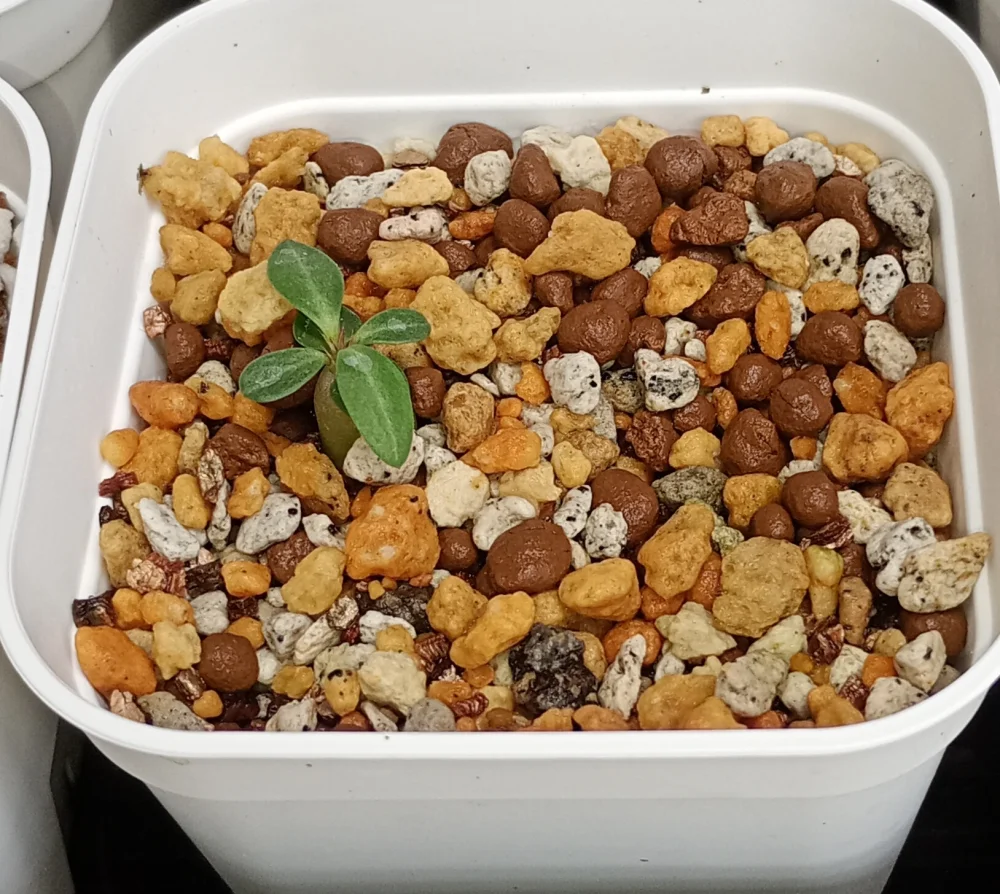 種子専門ショップ 多肉植物・塊根植物・観葉植物 - SEEDSTOCK